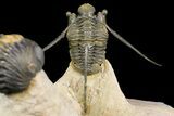Cyphaspis Trilobite With Translucent Shell & Austerops #163377-12